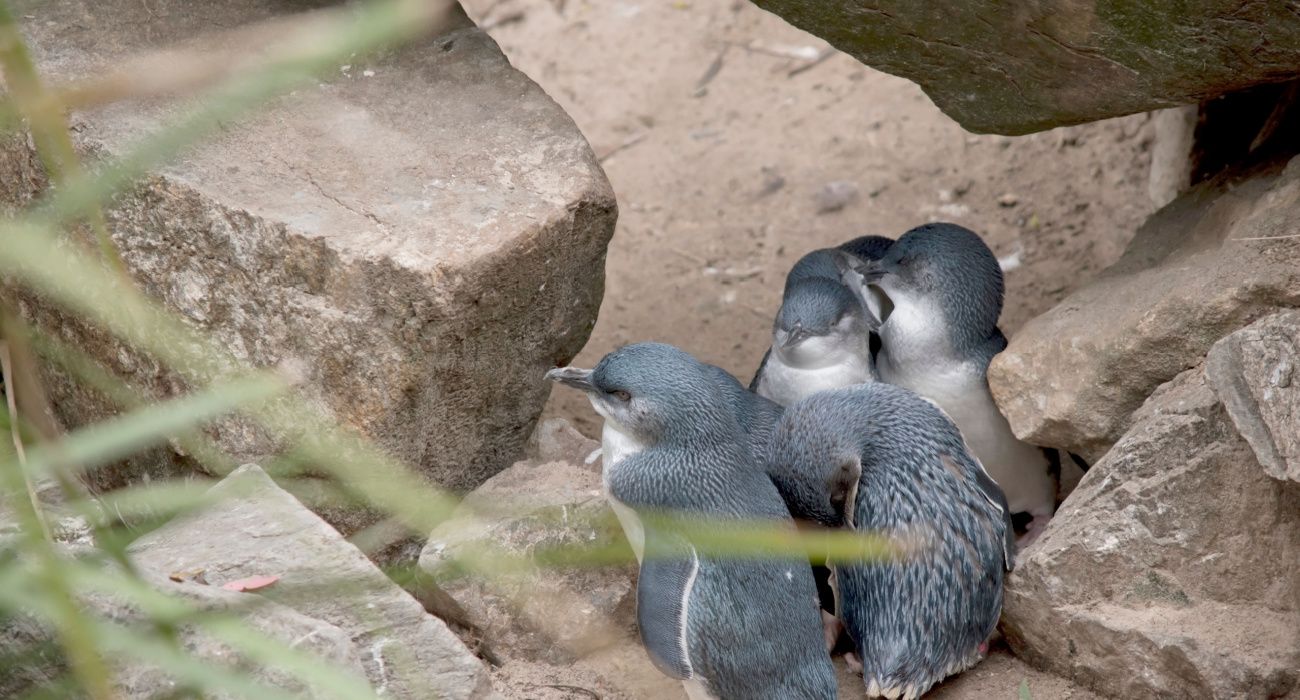 Discover The Oamaru Blue Penguin Colony In The Middle Of A New Zealand Town