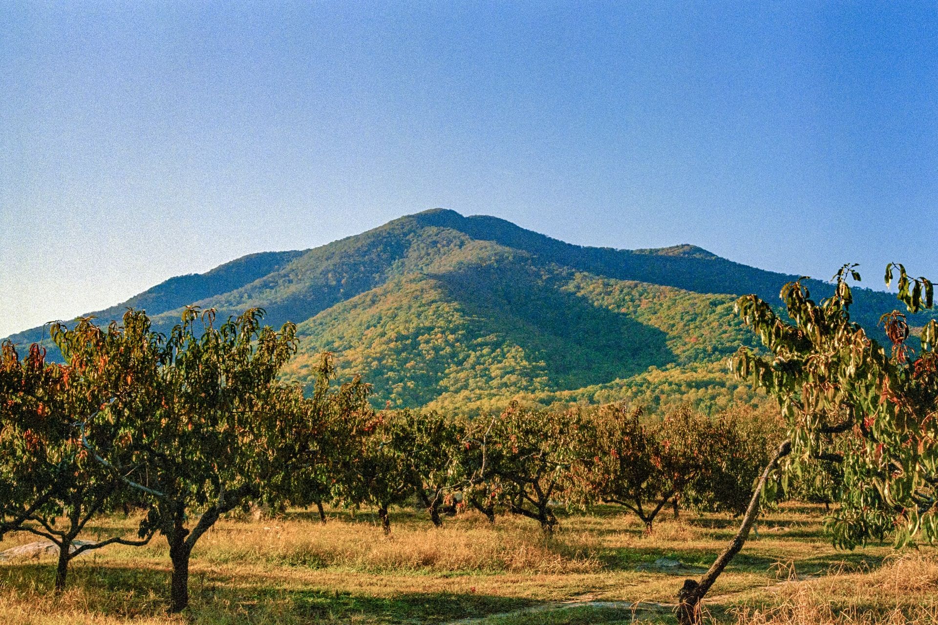 Apple orchard in Virginia with the Blue Ridge Mountains in the background