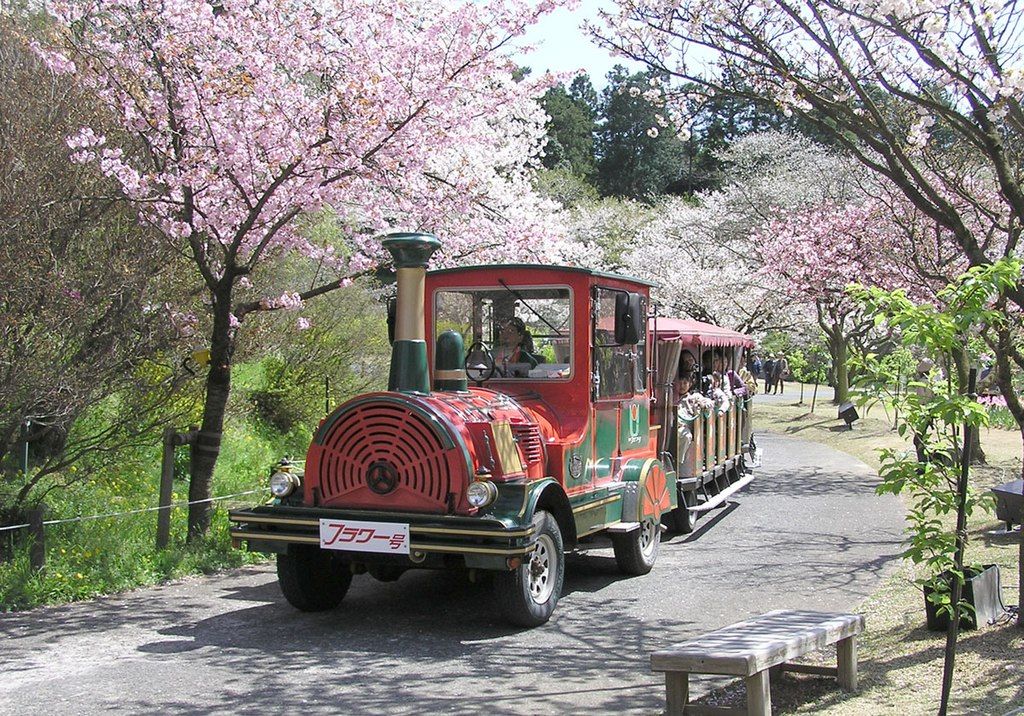 Red train surrounded by pink blossom trees at the Hamamatsu Flower Park, Japan