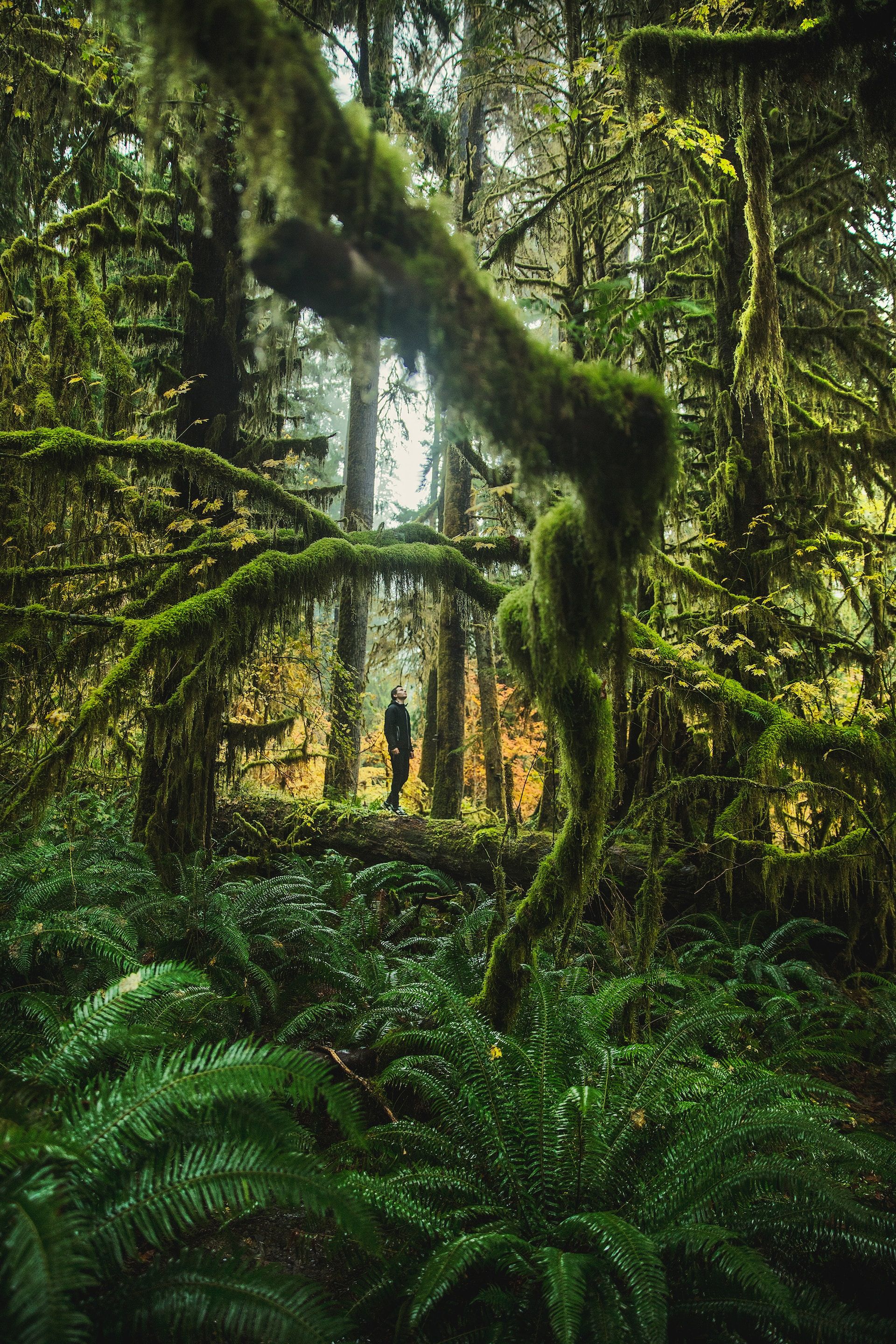 Hiker on The Hall of Mosses Trail standing in awe of the strange trees in Hoh Rainforest, Washington 