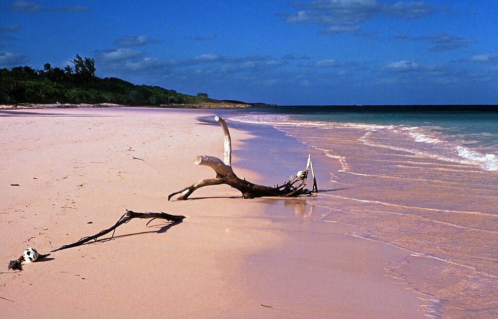 Driftwood on Pink Sand Beach, Harbour Island, Bahamas