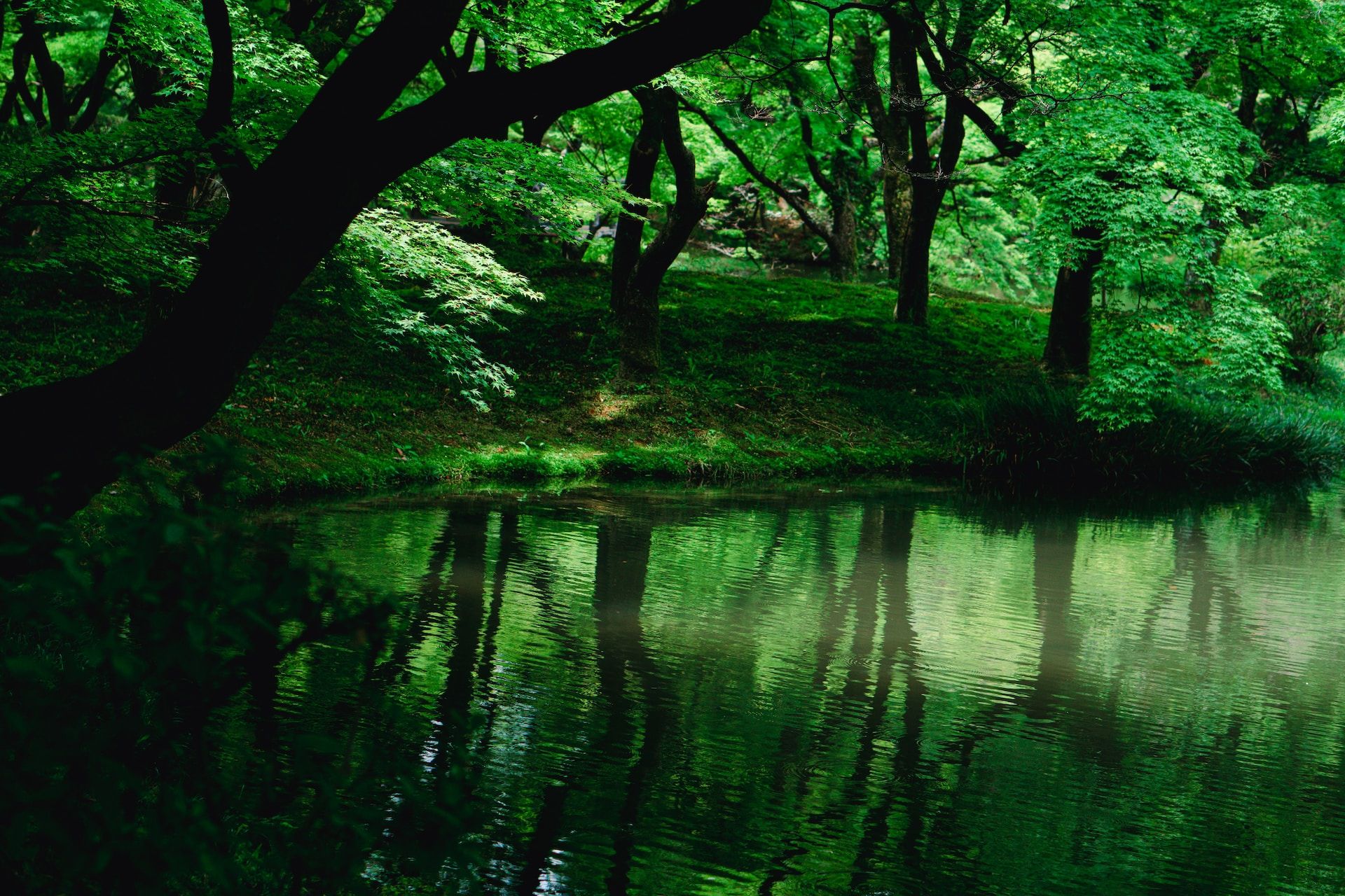 A still river beside peaceful green foliage at the Kyoto Botanical Gardens in Kyoto, Japan