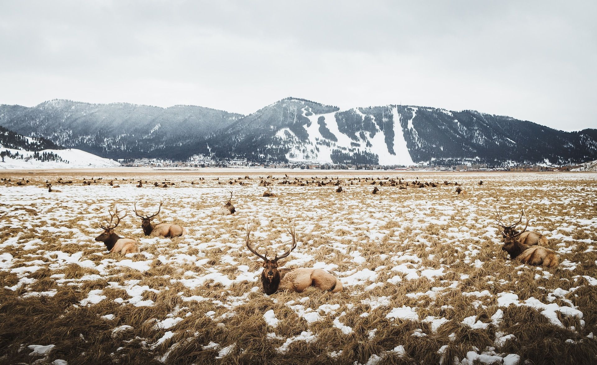 A herd of elk lounge in tall grasses and snow at the National Elk Refuge in Jackson, Wyoming