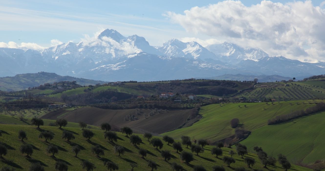 This Is The Best Place To Retire For Cheap In Italy In 2024   Olive Trees In Arbruzzo Italy 