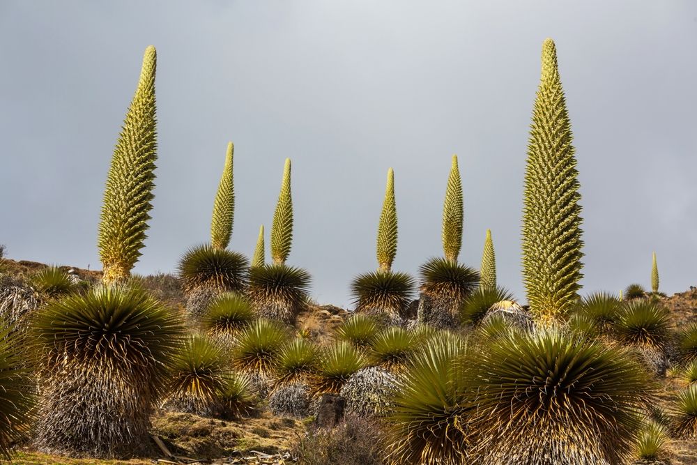 Puya Raimondii Plants high up in the Peruvian Andes, South America