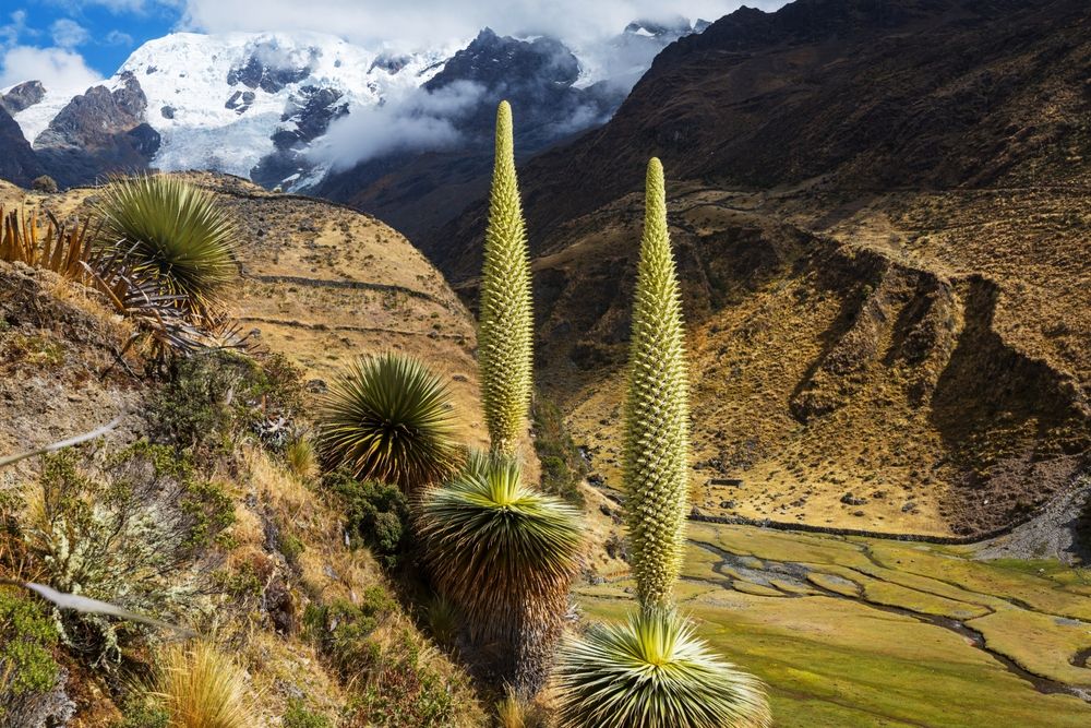 Puya Raimondii Plants high up in the Peruvian Andes