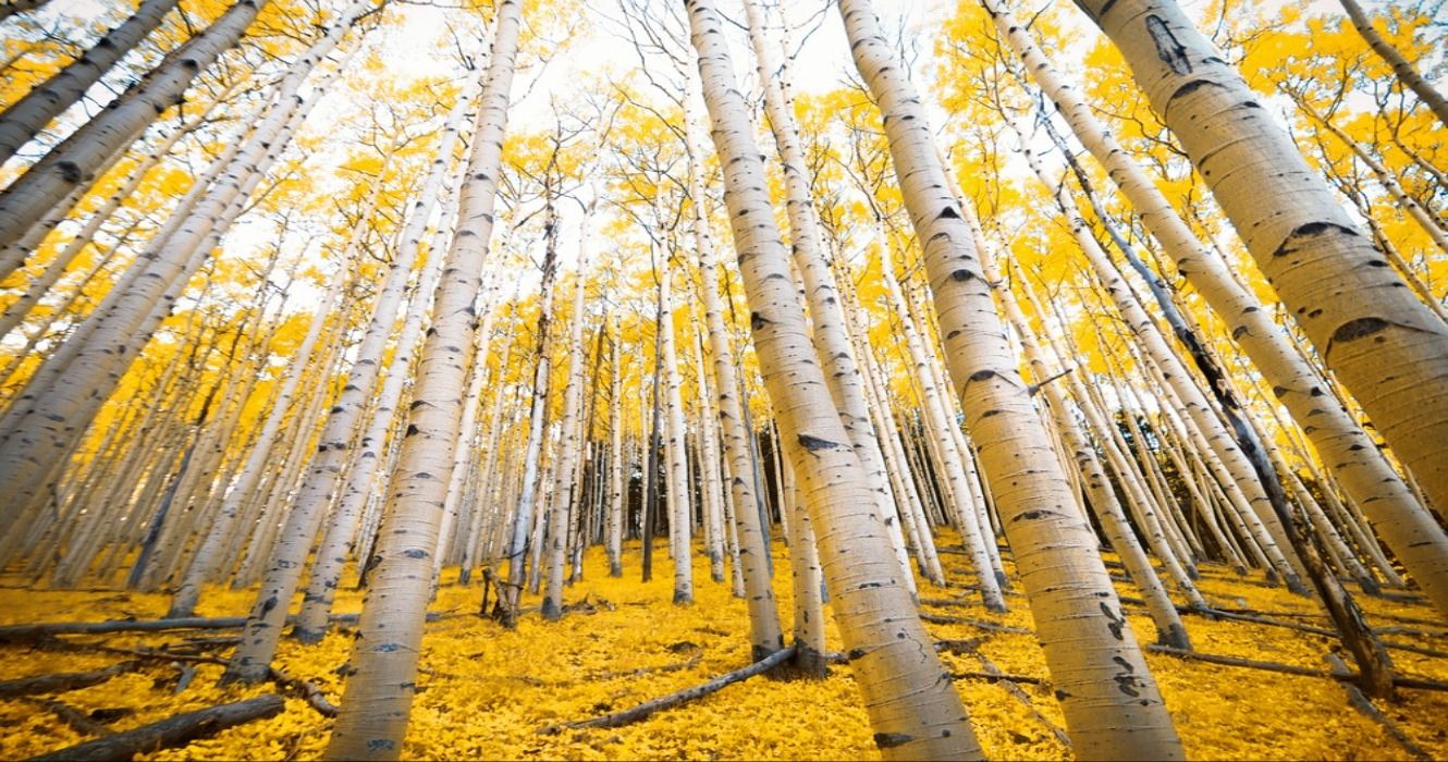 Aspen trees with golden yellow fall colors in the autumn, found in the mountains of Flagstaff, Arizona, AZ, on the Inner Basin Trail hike, USA