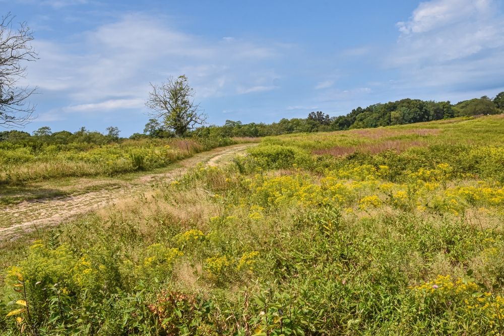 A hilly wildflower field at Shelter Island, New York