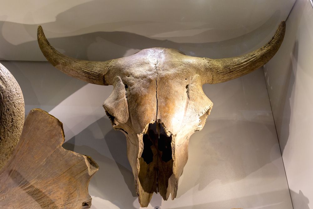 Steppe Bison Skull
