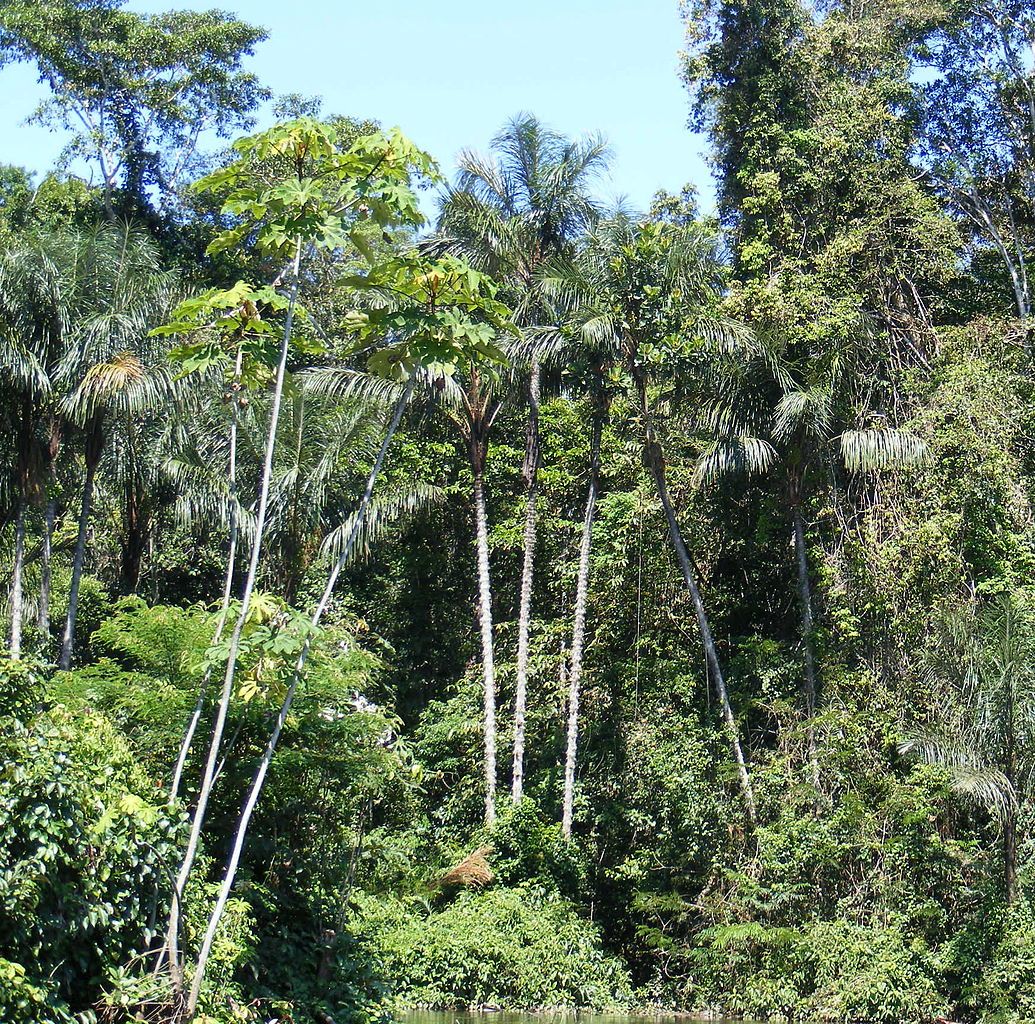 The Amazon Rainforest in Peru