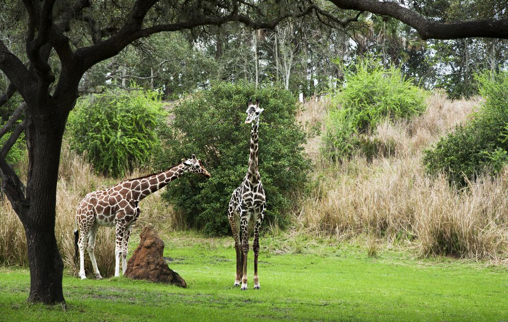 Two giraffes walking in Disney's animal kingdom park