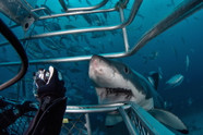 Stare A Great White Shark In The Jaws With This Thrilling New Zealand Stare A Great White Shark In The Jaws With This Thrilling New Zealand