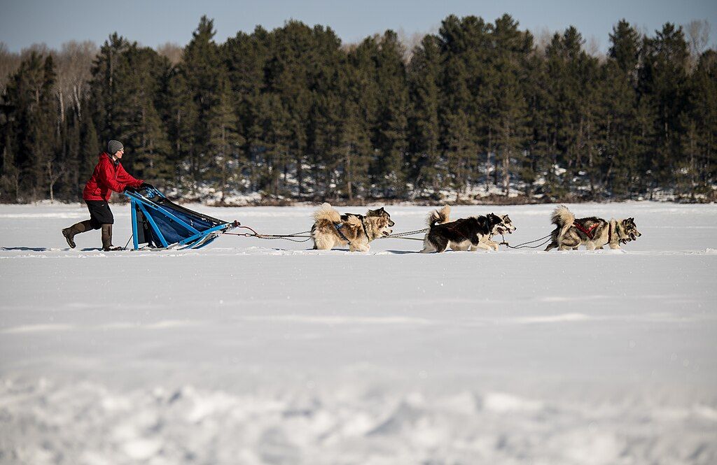 Affordable best sale dog sleds