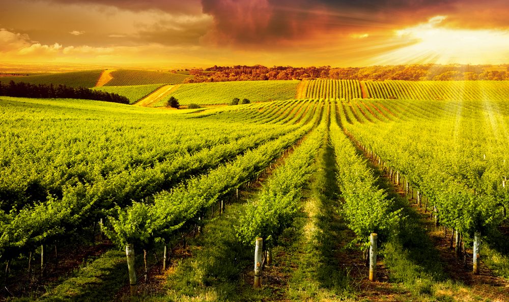 A magnificent sunset over a vineyard in South Australia