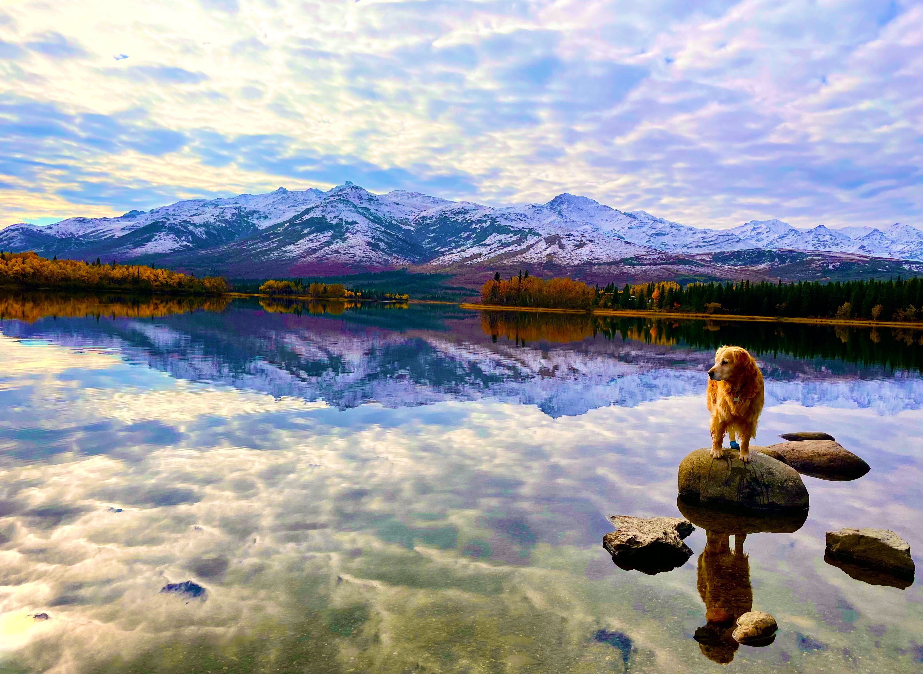 Golden Retriever in Alaska on lake