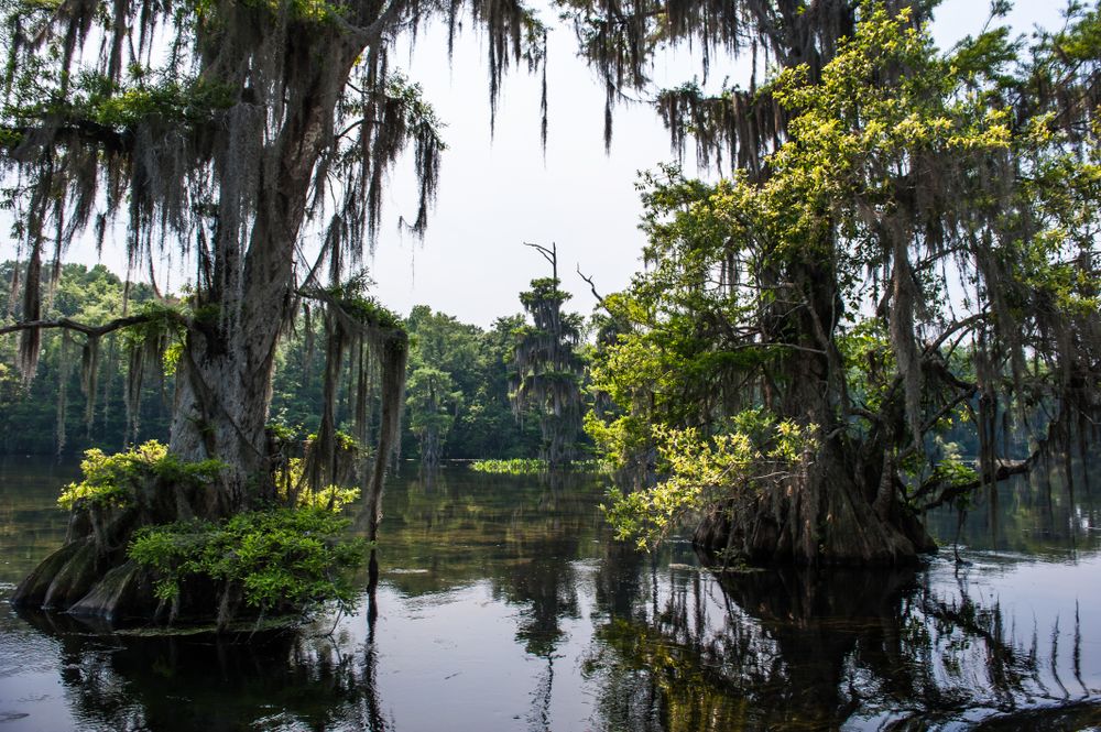 Beautiful and mysterious Wakulla spring state park, Florida