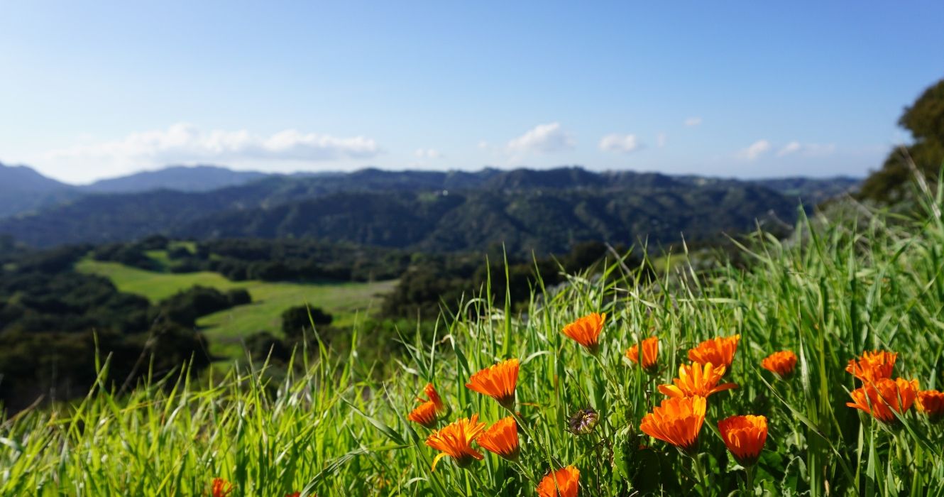 Flowers in Topanga State Park in spring