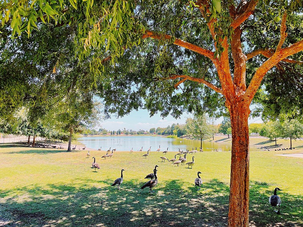 Clovis, California, with geese and green trees