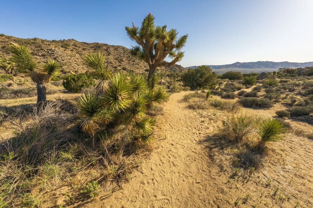 10 Scenic Hiking Trails In Joshua Tree National Park