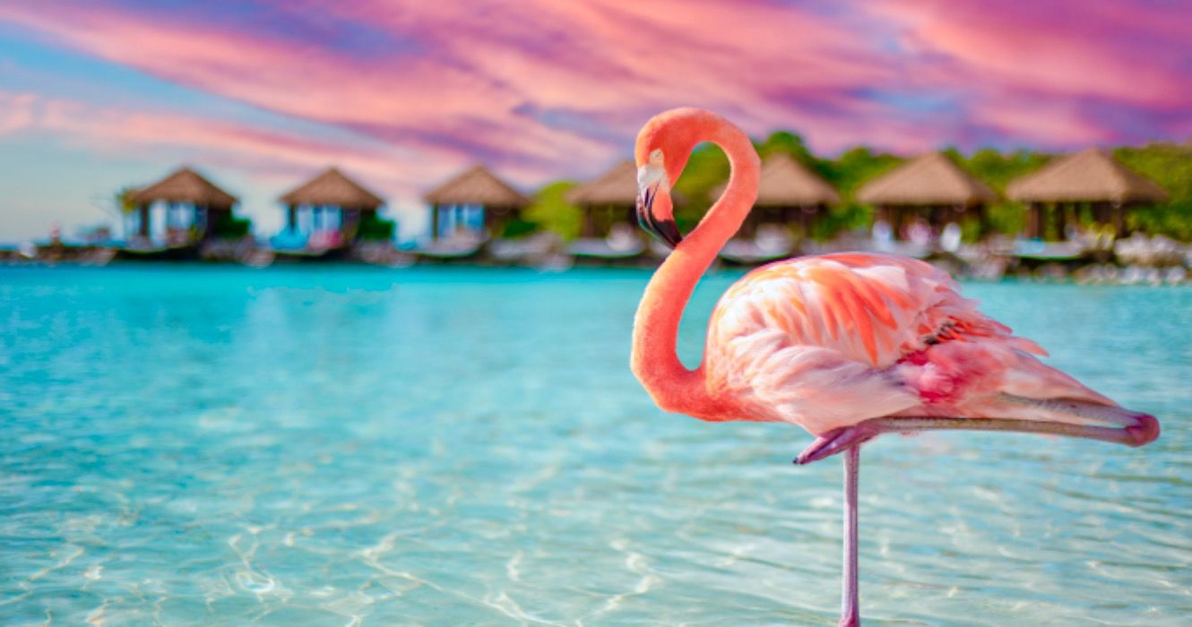Pink flamingo in Aruba