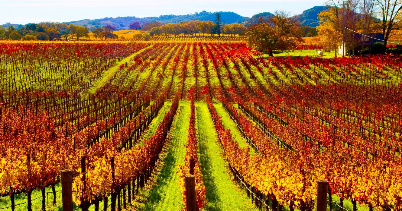 Fall vineyards near Healdsburg, California.