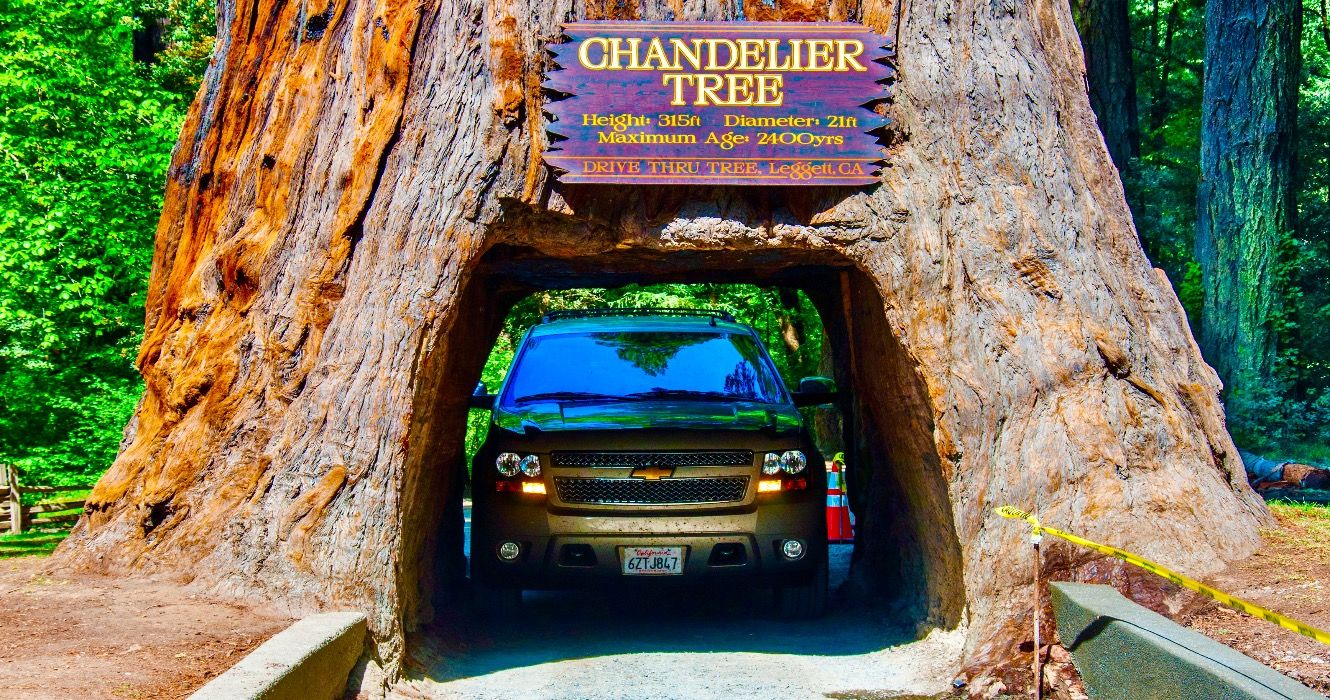 Famous attraction of the Redwood National Park