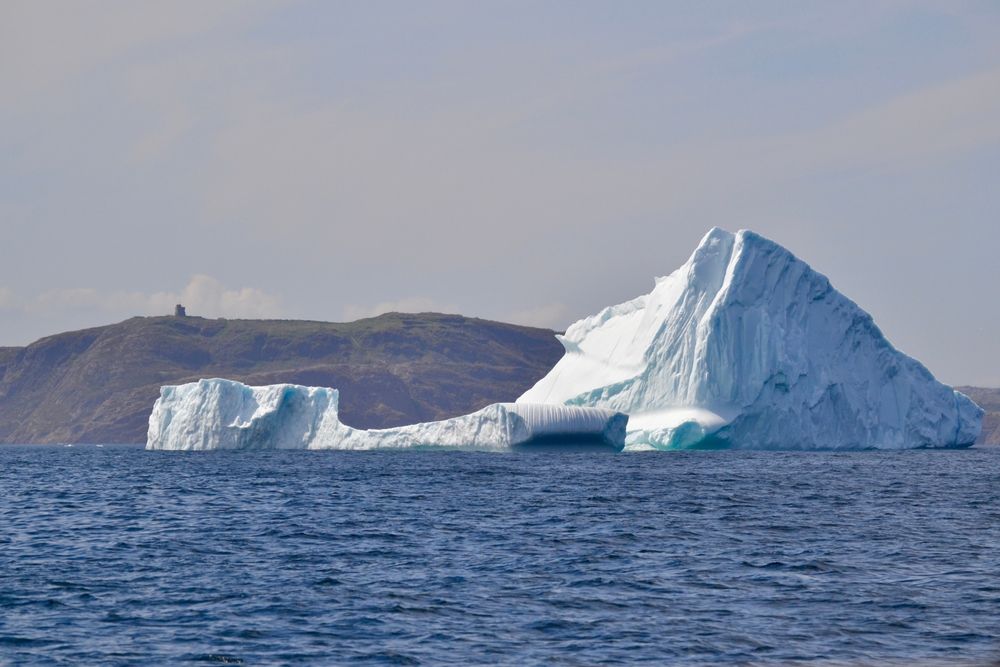 Large icebergs in bay outside St. John's with Signal Hill on the horizon