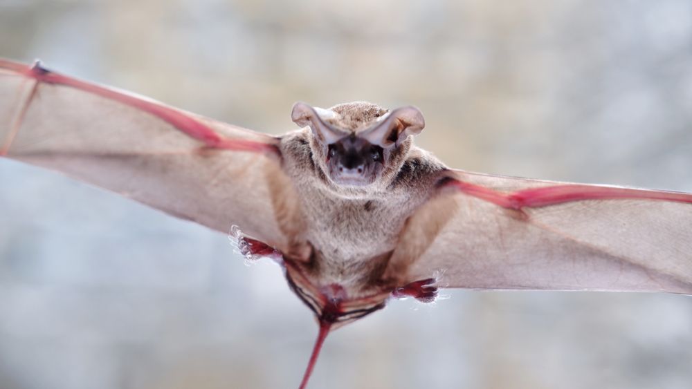 Mexican free-tailed bat flying