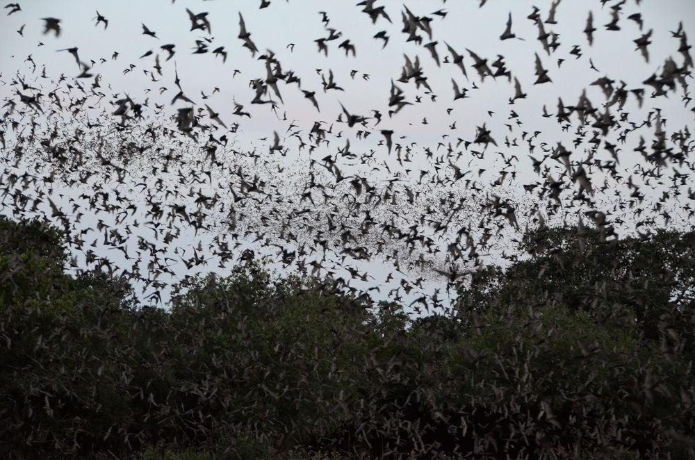 Mexican free-tailed bats emerge from cave in Texas