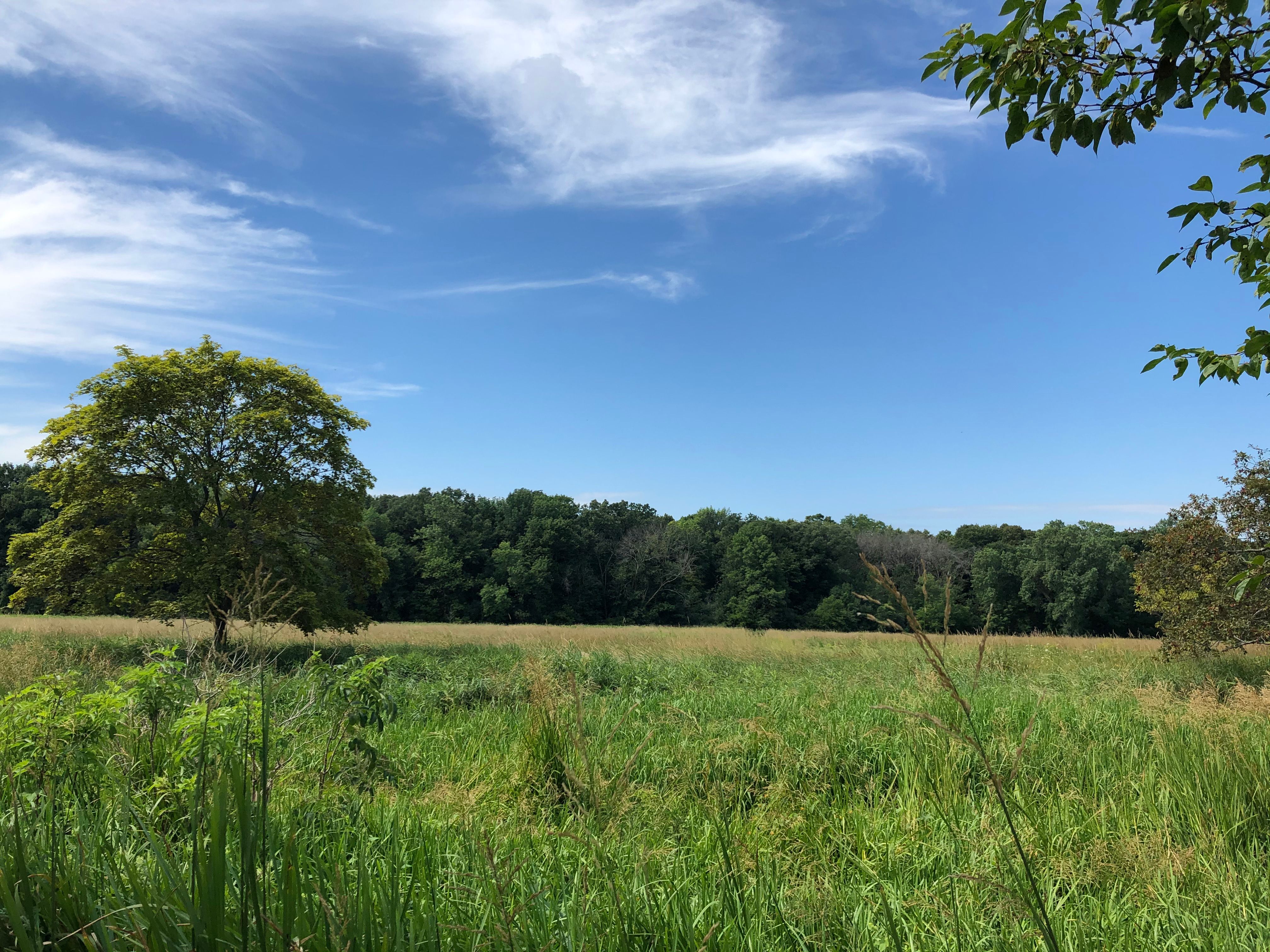 Grassy field in Brookfield, Wisconsin