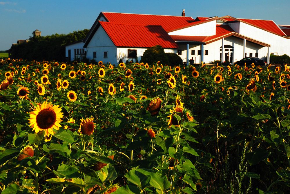 Sunflowers at a vineyard in Cutchogue, New York, on the North Fork of Long Island, NY, USA