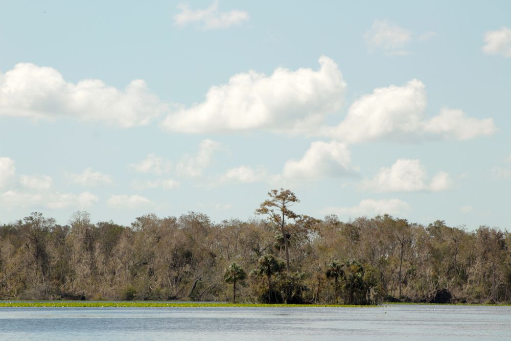 Türkei-Insel, St. John's River, Welaka, Florida