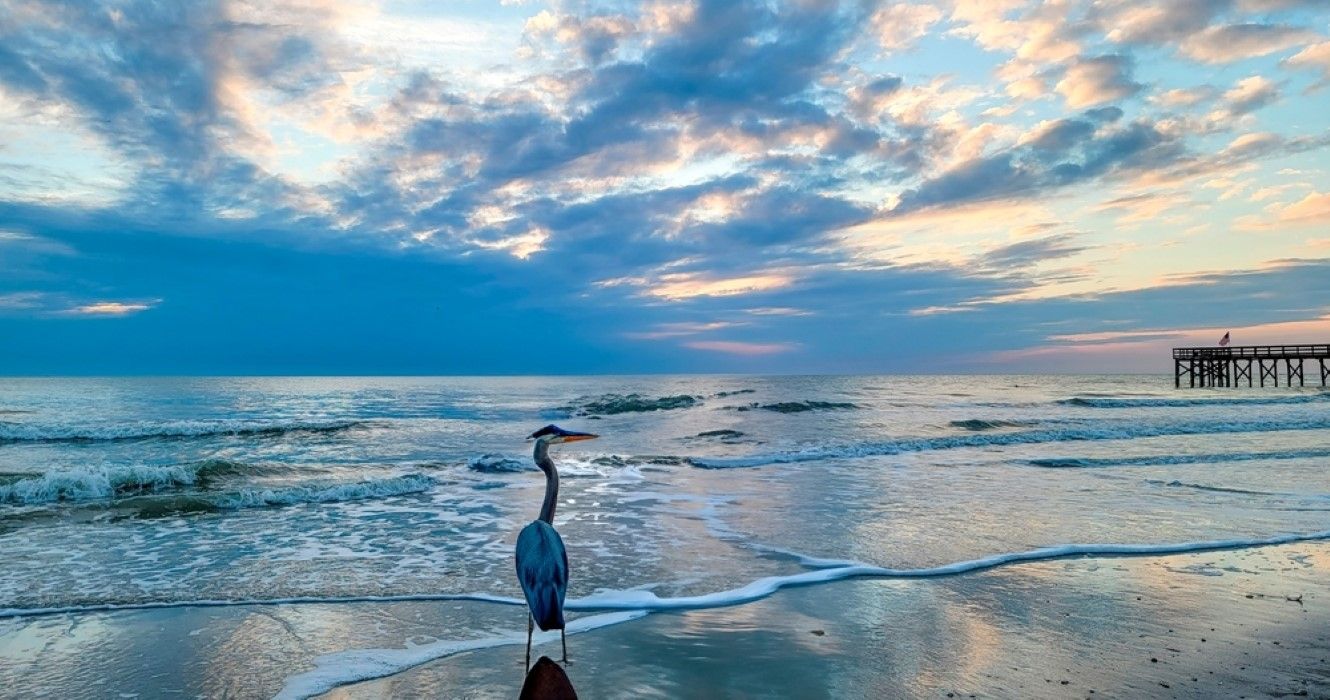 Blue Heron on Redington Beach, Florida