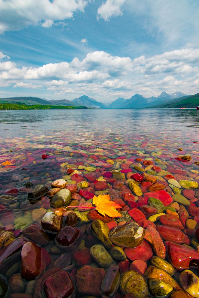 Colorful pebbles and autumn leaf in Lake McDonald, Glacier National Park, Montana