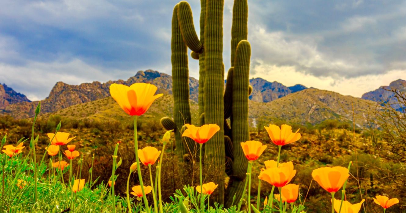 Catalina State Park in southern Arizona