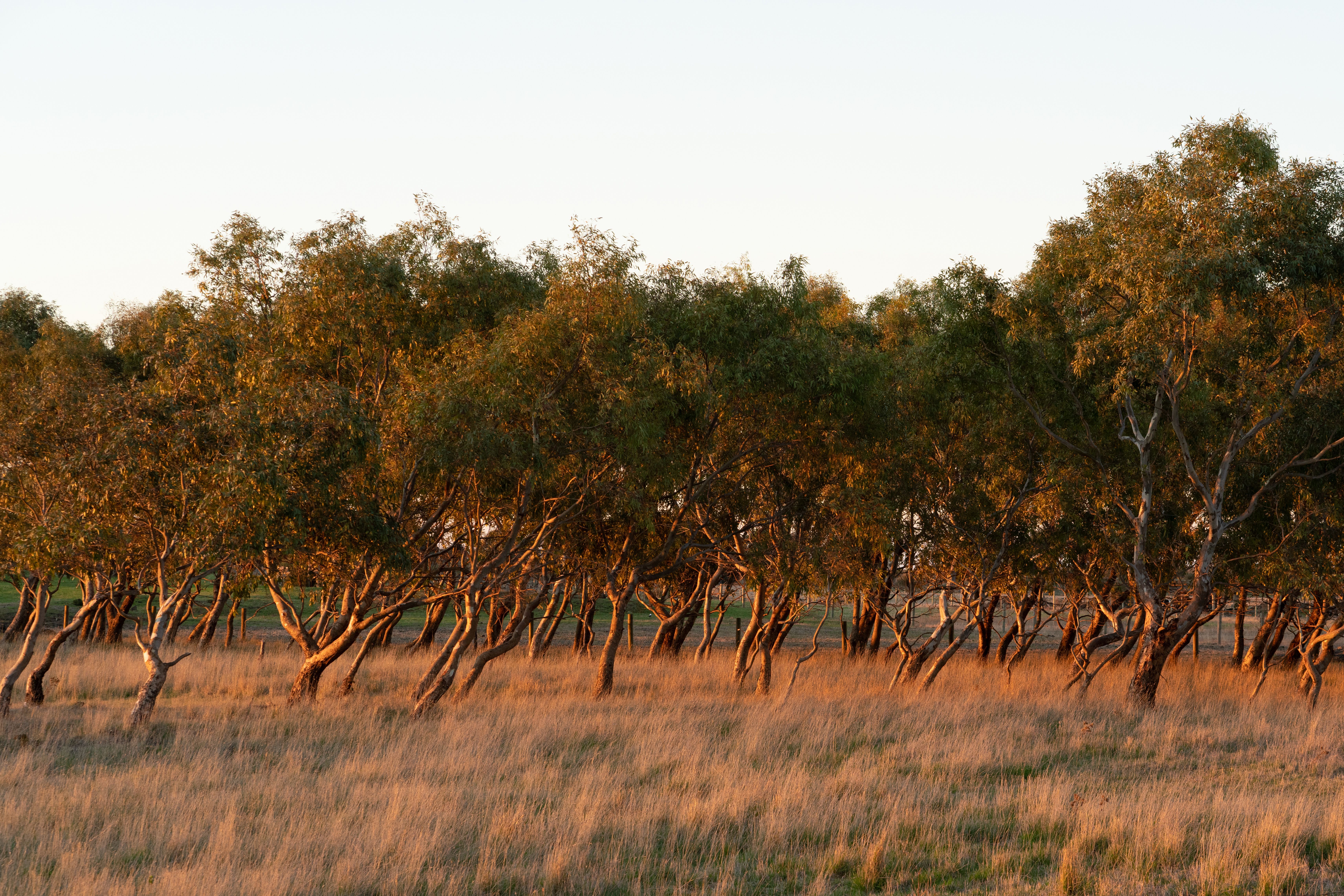 Golden sunlight cast over the leaning oak trees and spear grasses during sunset nearby the campsite at Lake Colac, Victoria, Australia.