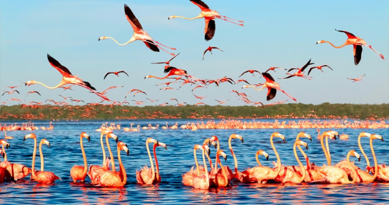 Many pink beautiful flamingos in a beautiful blue lagoon. Mexico. Celestun national park.