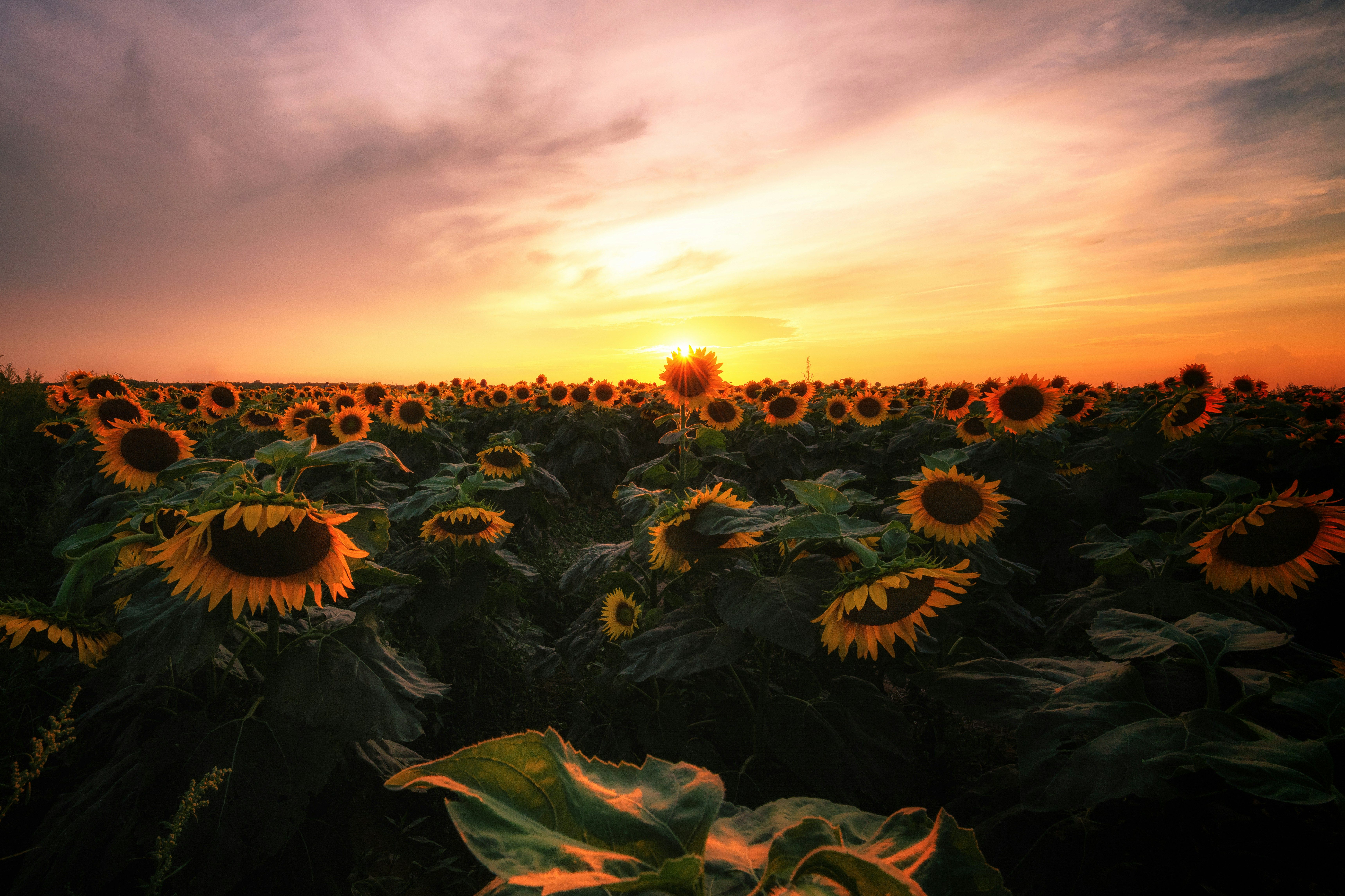 Sunflower fields at sunset, Mattituck, NY, Long Island, New York, USA