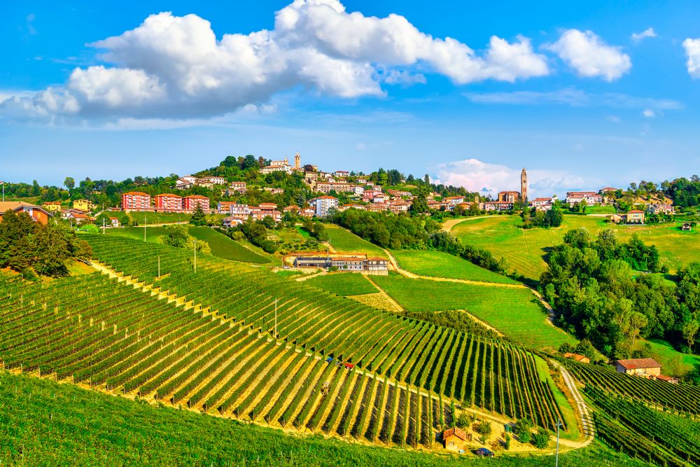 Langhe vineyards, Monforte d'Alba, Piedmont, Northern Italy, Europe