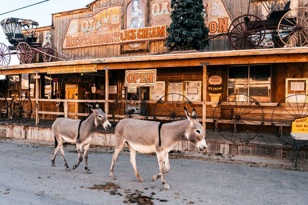 Donkeys crossing Oatman main street in the ghost town of Oatman, Arizona, AZ, USA