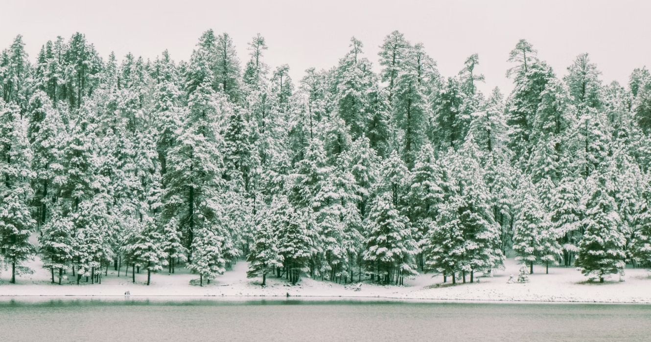 Snow covered trees in Lake Mary Road, Flagstaff, AZ, USA 