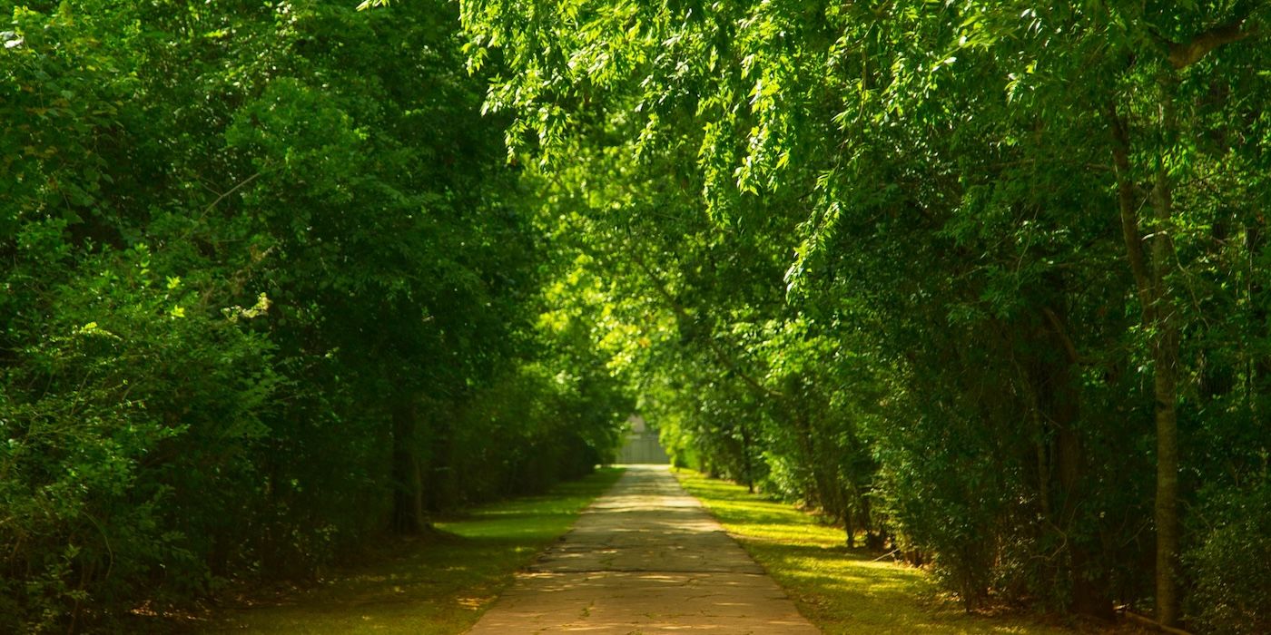 A walkway path lined with green trees in Friendswood, Texas