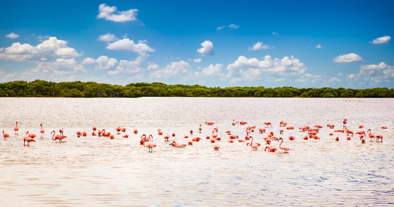 Flamingos at a lagoon: Yucatan, Mexico