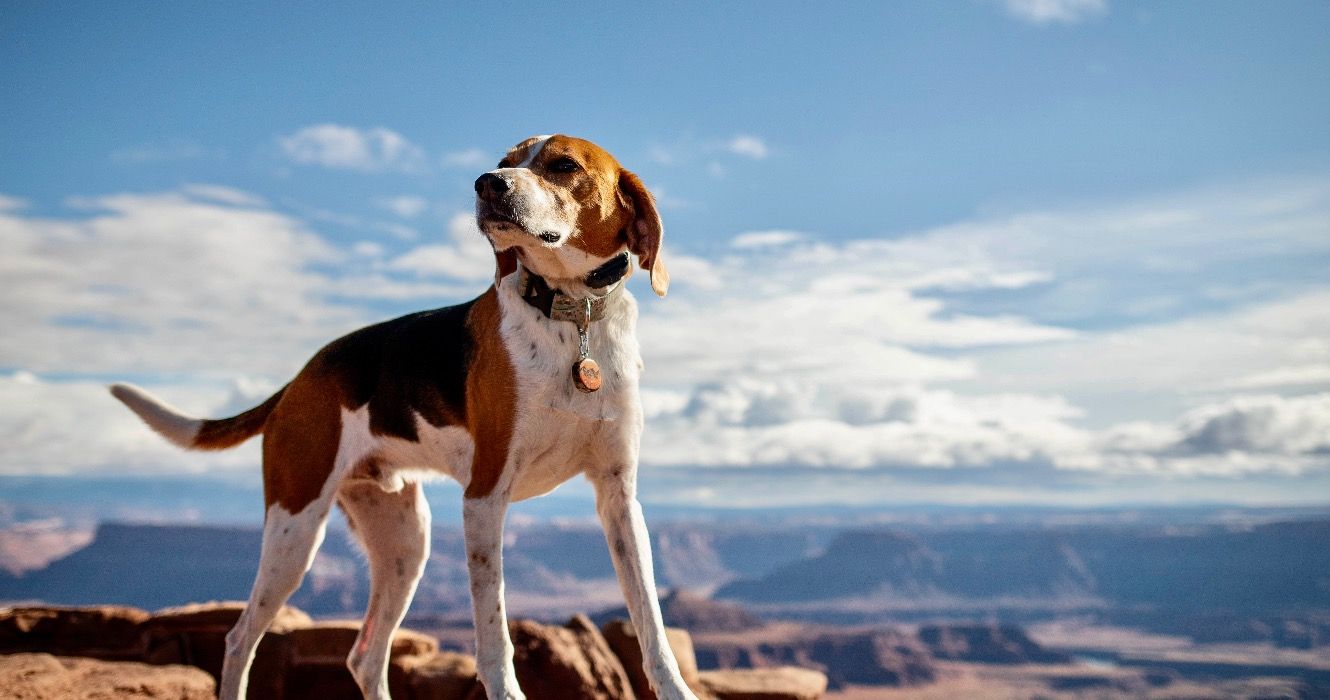 10 Dog-Friendly State Parks In Utah