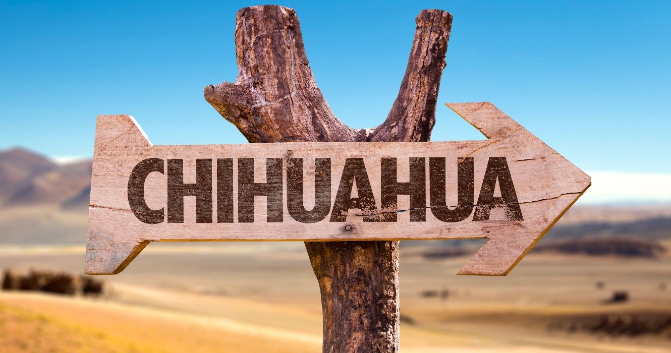Chihuahua wooden sign with desert background