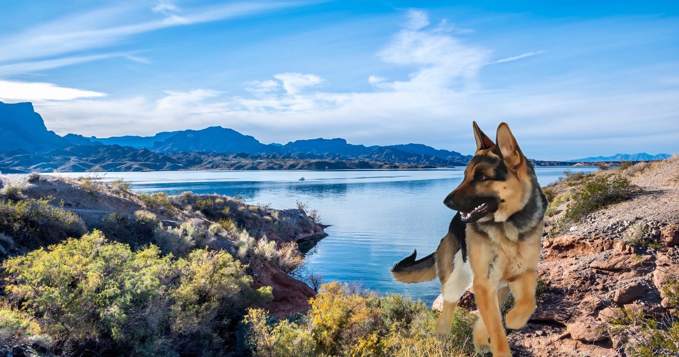 10 Top-Rated Dog-Friendly Arizona Hiking Trails