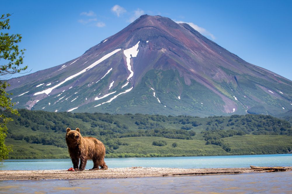 A brown bear on the lands of Kamchatka, Russia