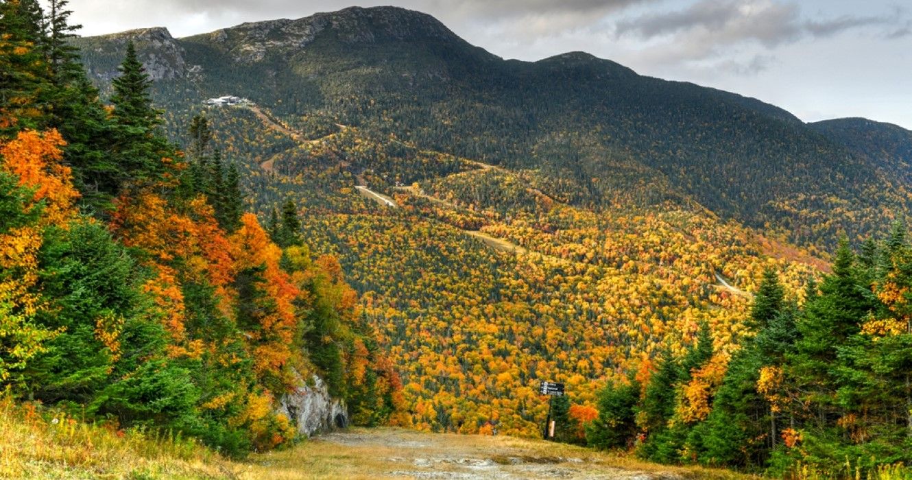 Vermont Fall Foliage in forest on Mount Mansfield in Vermont