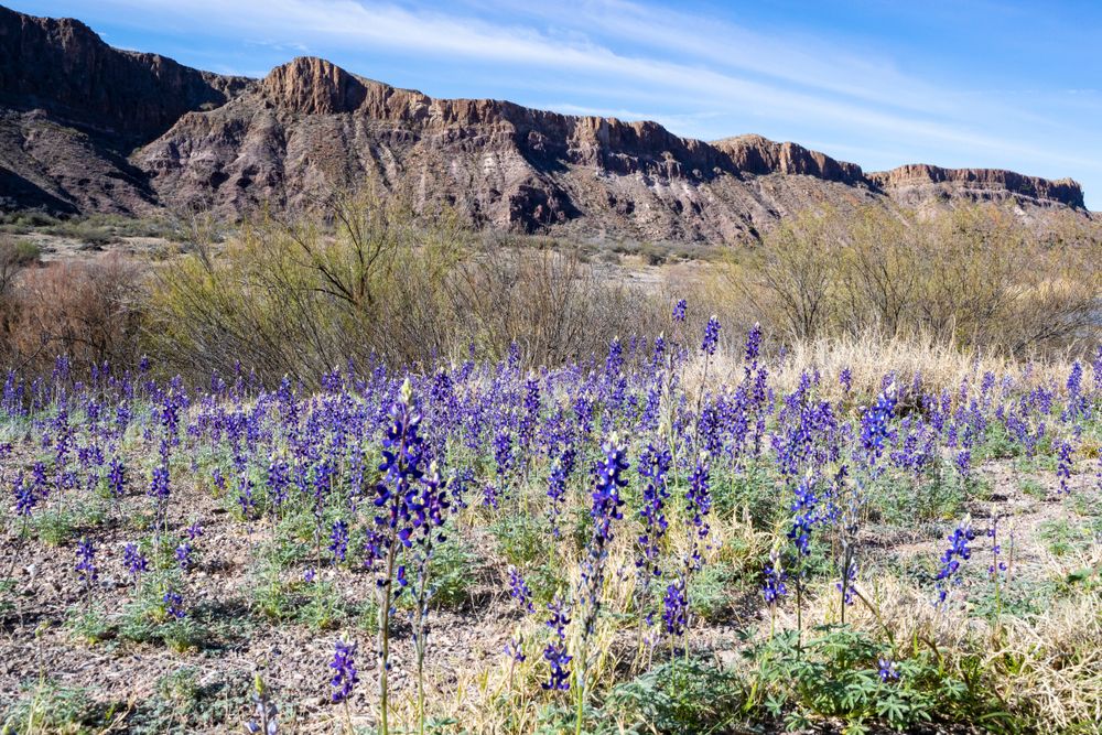 7 Scenic Road Trips To See Texas' Famous