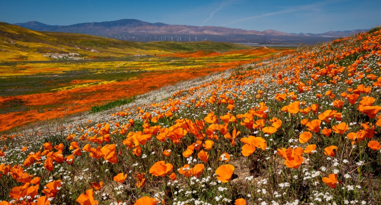 California iconic poppy field Antelope Valley California Poppy Reserve State Natural Reserve